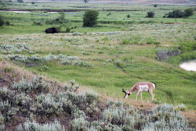 Photo Guide to Yellowstone